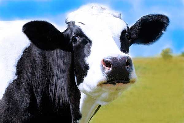 Comment protéger efficacement son élevage bovin dans les Pays de la Loire ?
